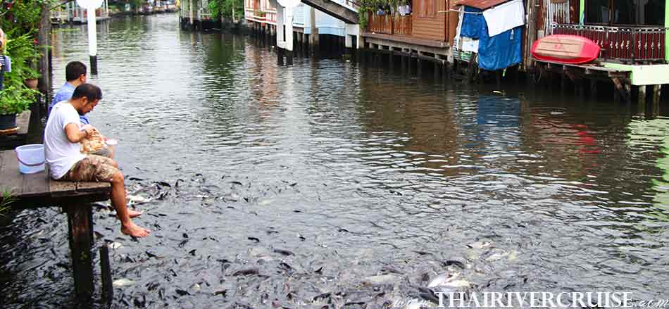 Enjoy to catfish feeding in canals, with private long tail boat tour 