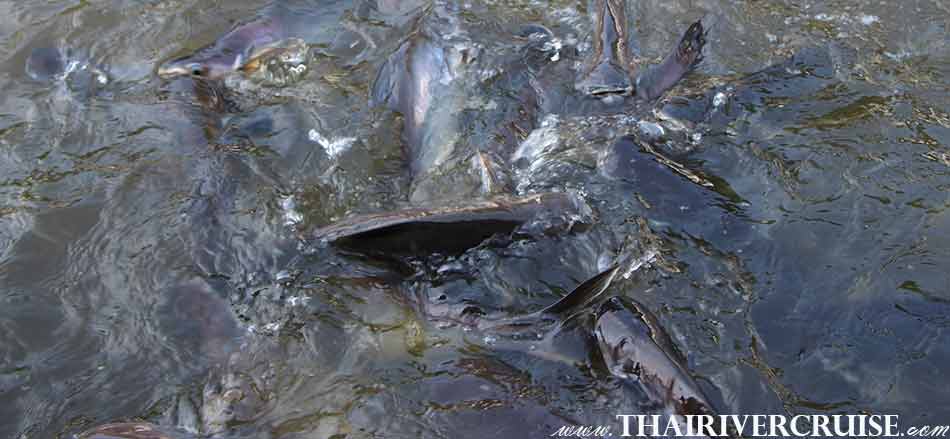 Feeding Fish to Giant Catfish in Bangkok Canals,Bangkok,Thailand.Canal Tour Bangkok Rice Barge Klong Tour Bangkok Thailand