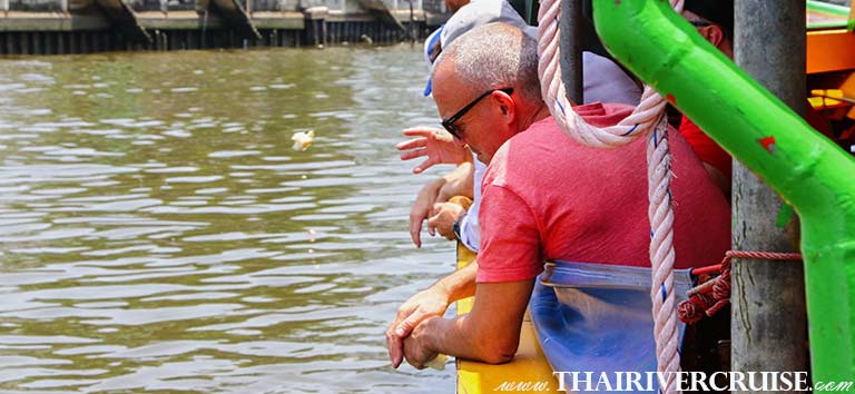 Enjoy to fish feeding in Bangkok Noi Canal, Sunset Boat Tour Bangkok Private Chao Phraya River Bus Boat Tour