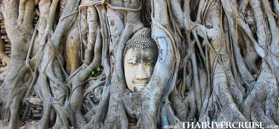 Visit Wat Mahatad Buddha Tree, the royal monastery, served as the residence of supreme monk,White Orchid River Cruise Ayutthaya